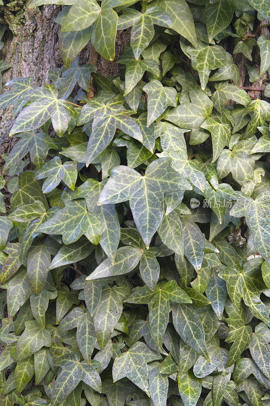 常春藤叶(Hedera helix)